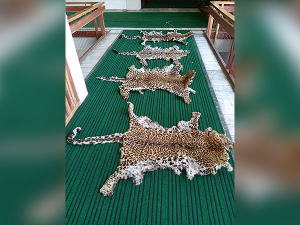 Leopard Skins