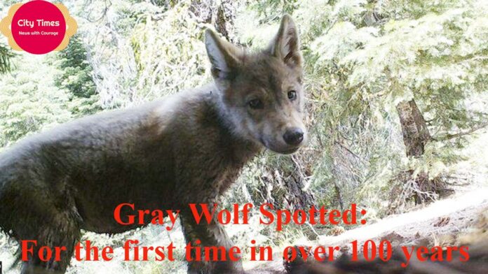 Animal Gray Wolf Spotted