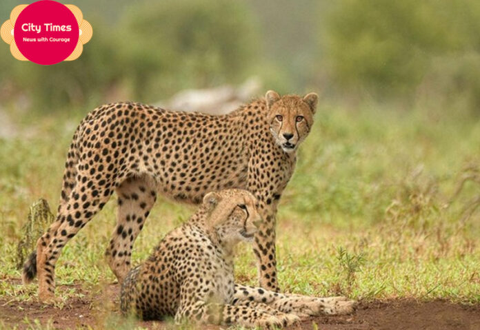 Kuno National Park Cheetah